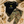 Load image into Gallery viewer, Army Multicam Jogger

