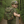 Load image into Gallery viewer, Youth M81 BDU Woodland Tactical Backpack
